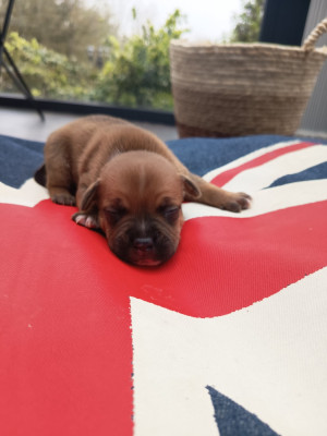 Les chiots de Staffordshire Bull Terrier