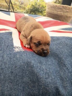 Les chiots de Staffordshire Bull Terrier