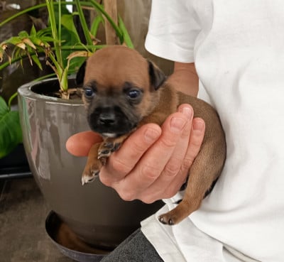 Les chiots de Staffordshire Bull Terrier