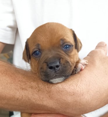 Les chiots de Staffordshire Bull Terrier