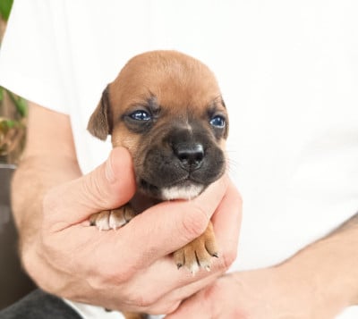 Les chiots de Staffordshire Bull Terrier
