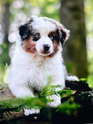 Of The Rainbow Goose Shepherd