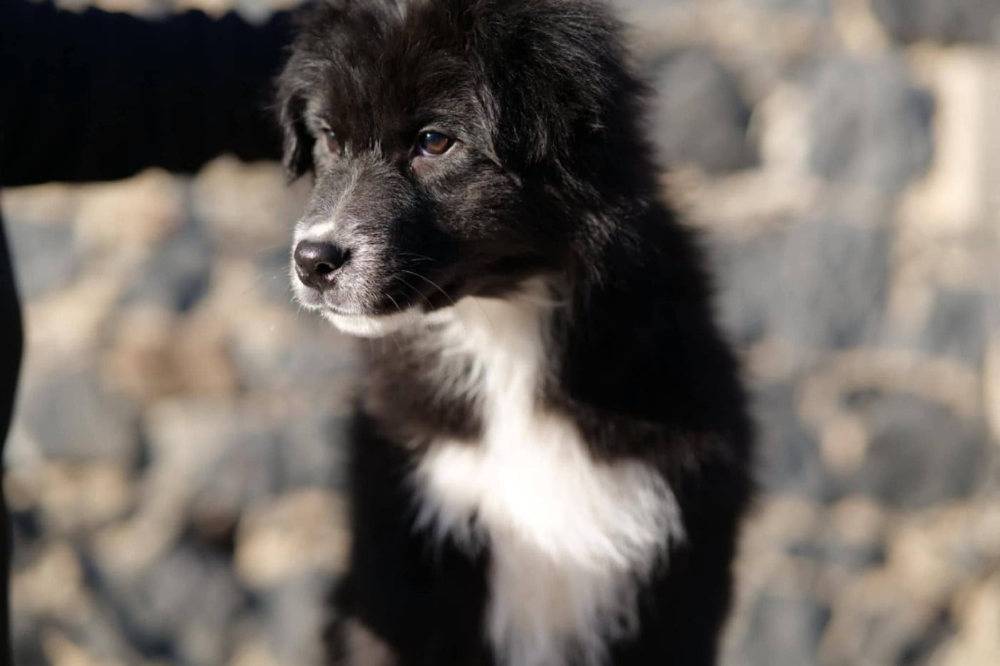 Berger Australien - Of The Rainbow Goose Shepherd