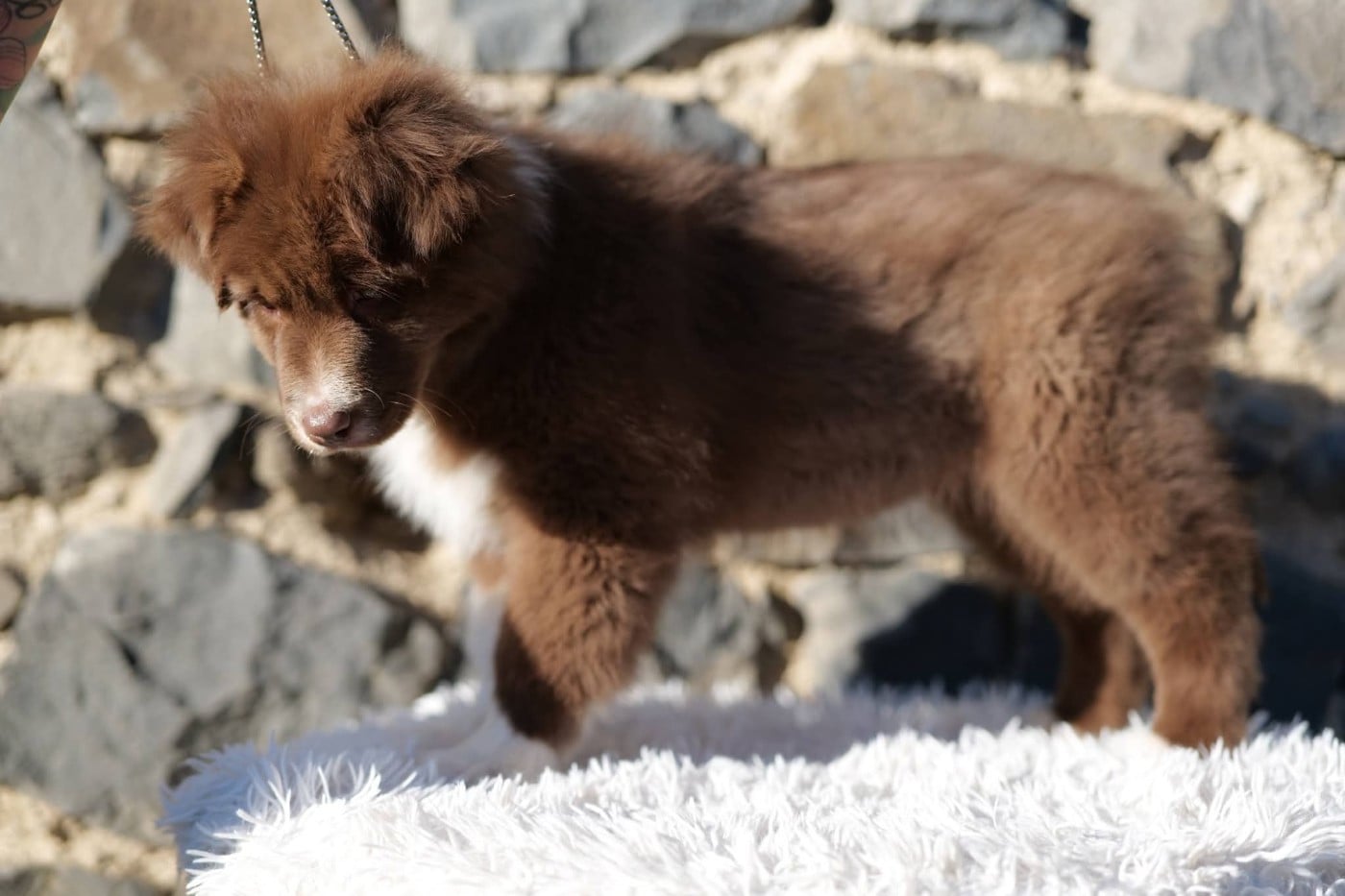 APHRODISIA LIMONCELLO