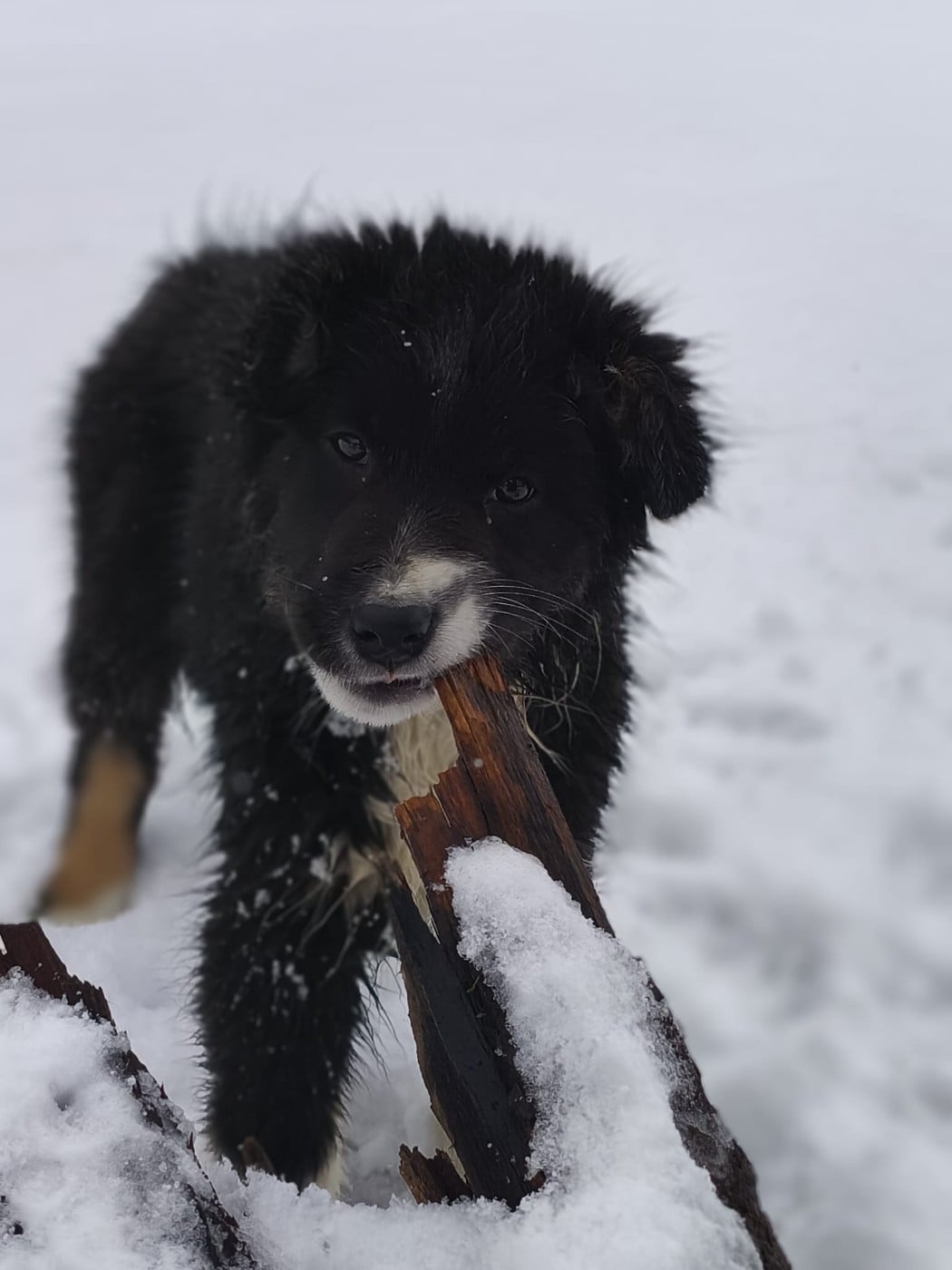 Aphrodisia CAIPIRINHA