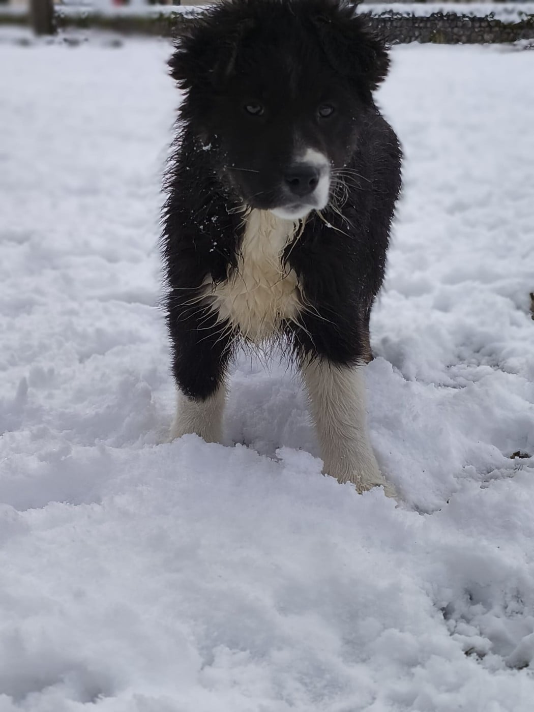 Aphrodisia CAIPIRINHA