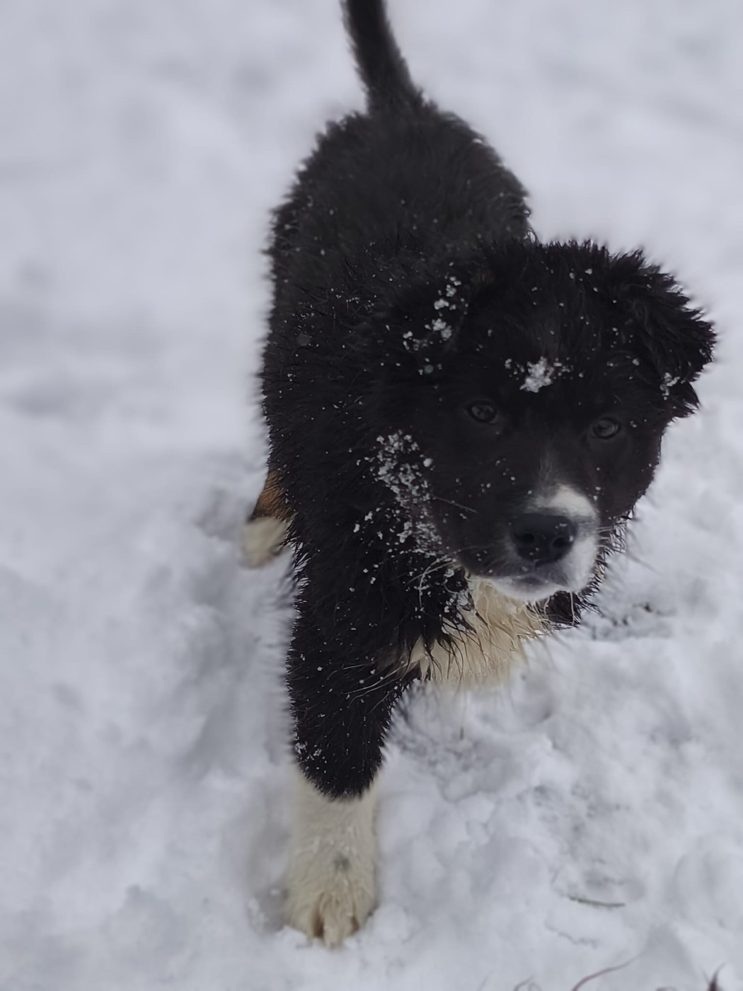 Aphrodisia CAIPIRINHA