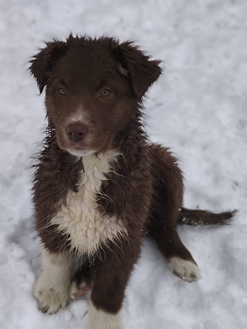 APHRODISIA LIMONCELLO