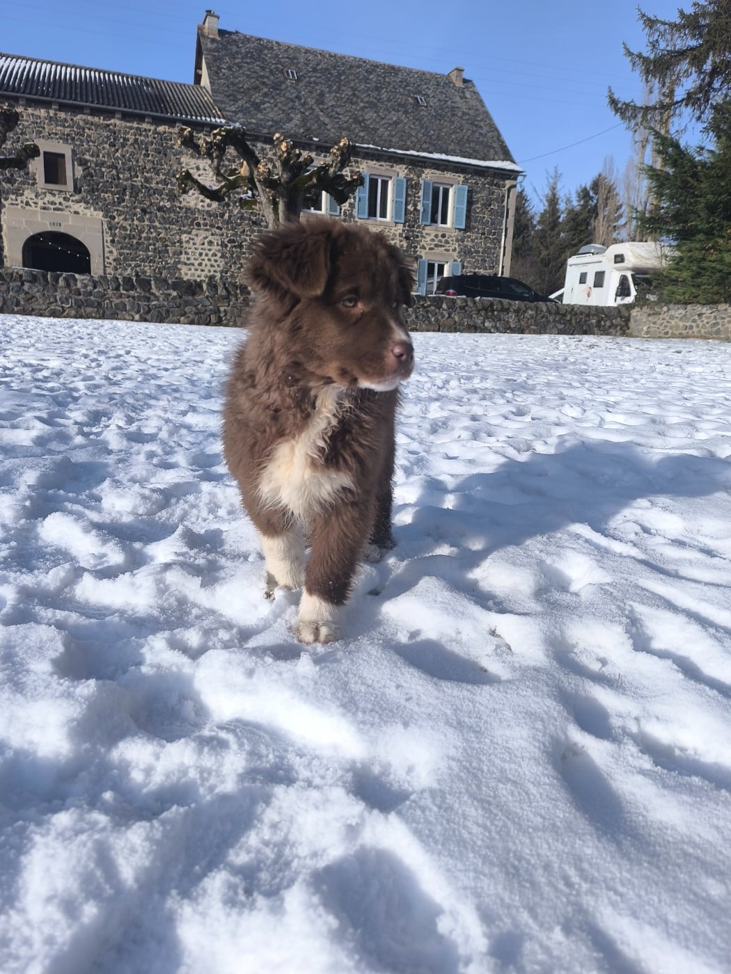 APHRODISIA LIMONCELLO