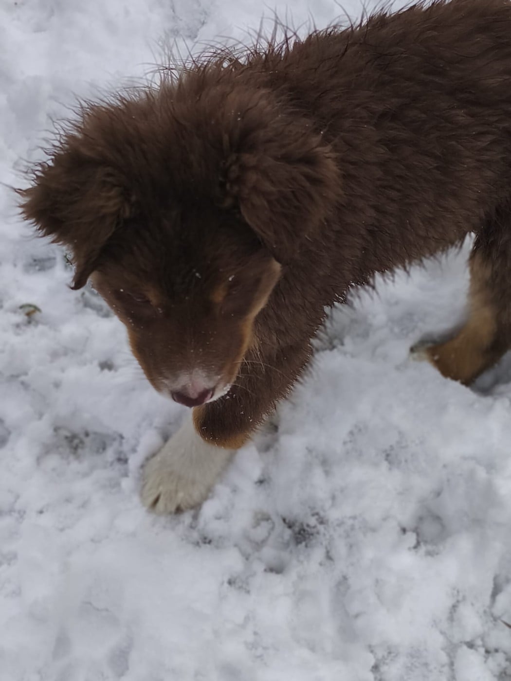 APHRODISIA PINA-COLADA