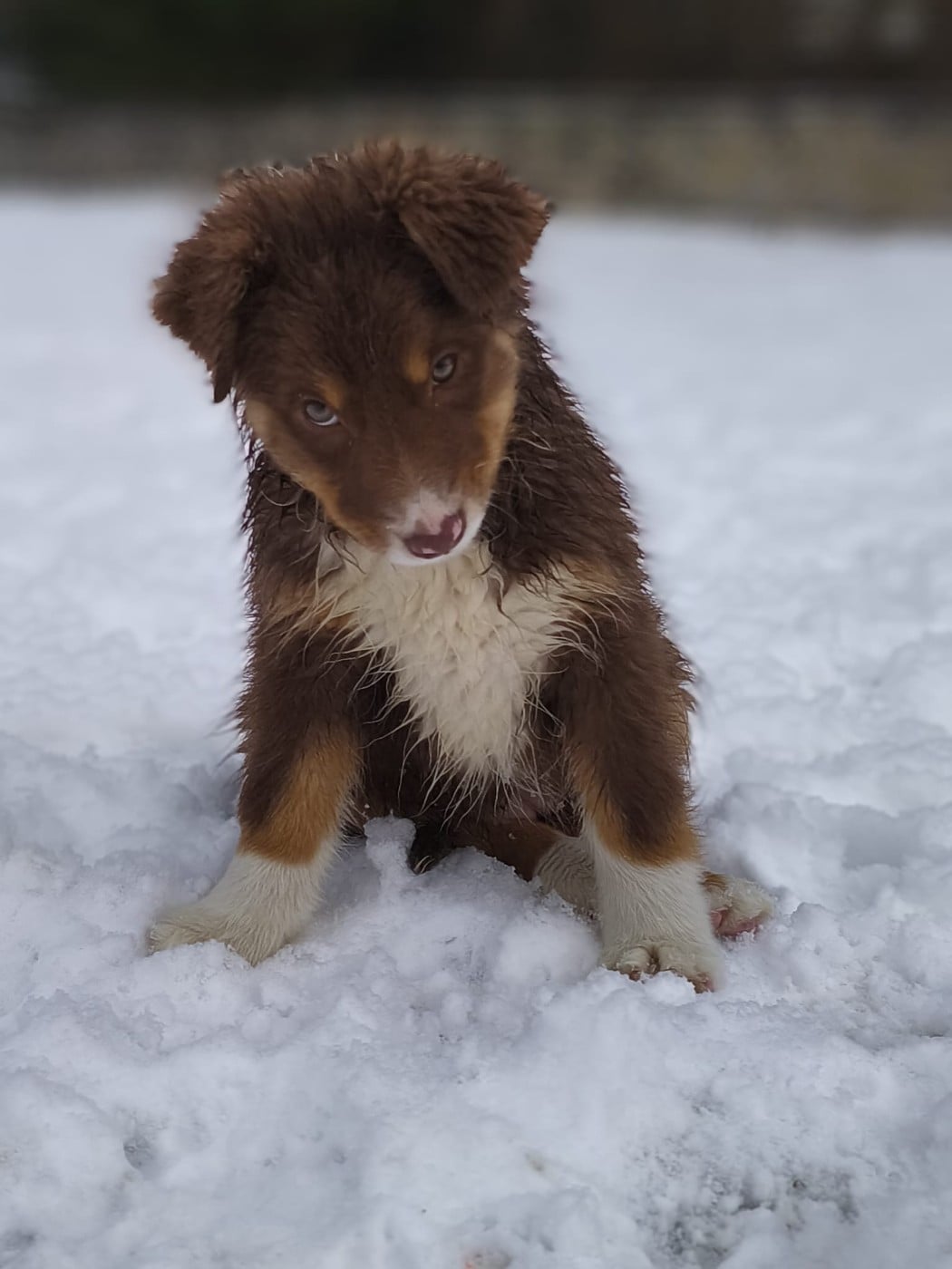 APHRODISIA PINA-COLADA