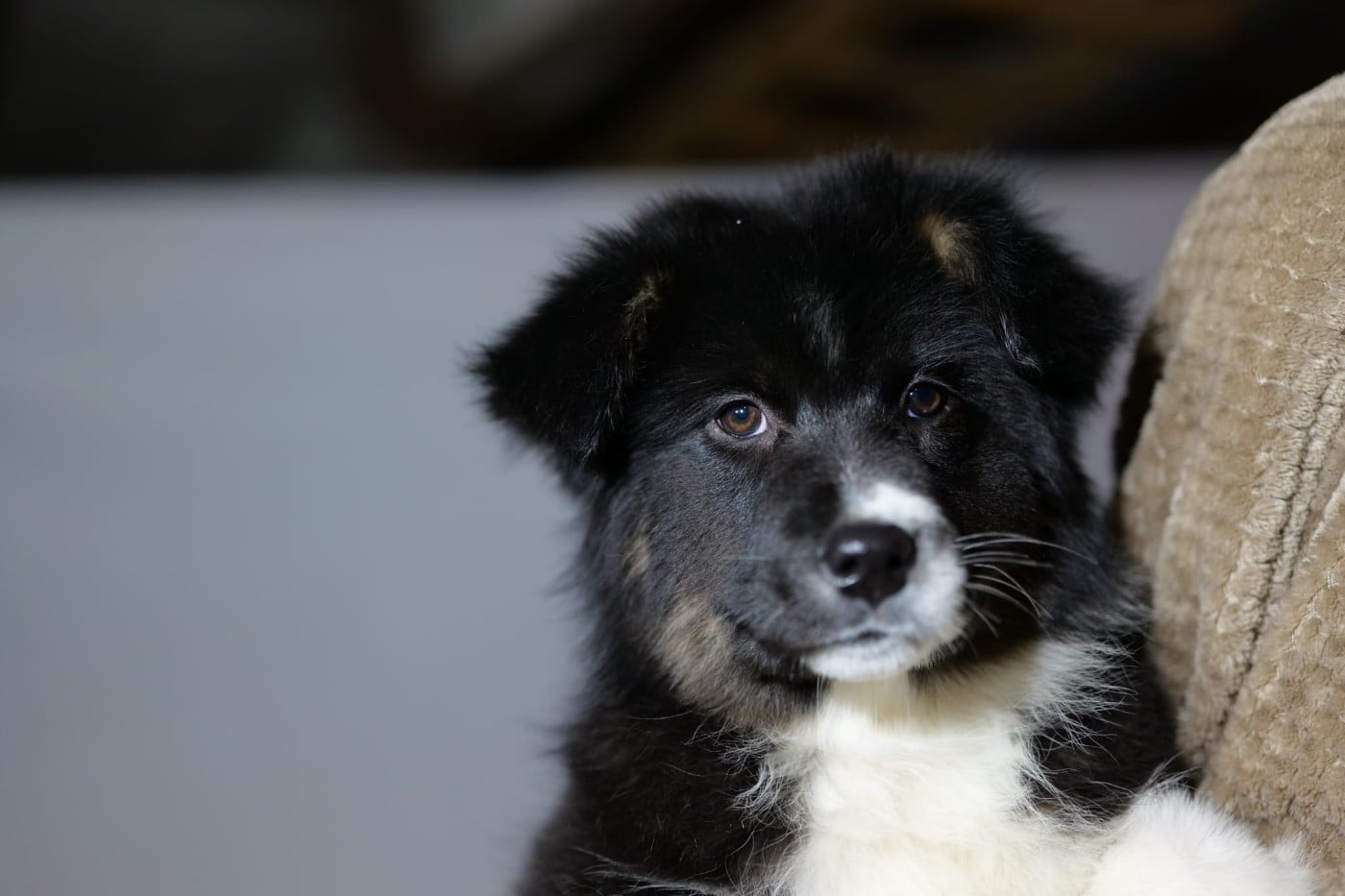 Aphrodisia CAIPIRINHA