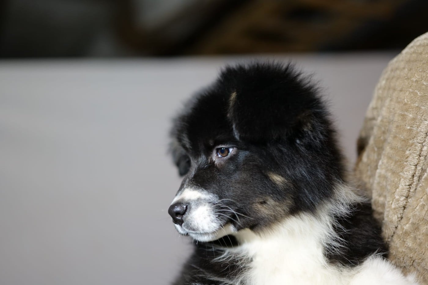 Aphrodisia CAIPIRINHA