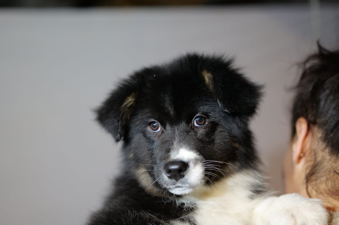 Aphrodisia CAIPIRINHA