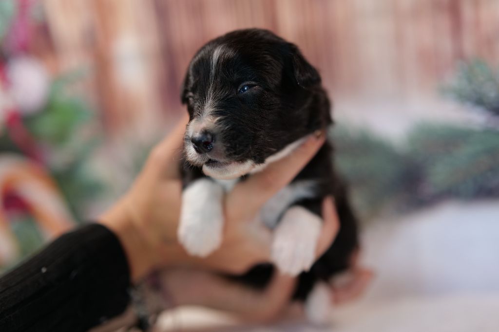 Berger Australien - Of The Rainbow Goose Shepherd