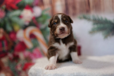 Les chiots de Berger Australien