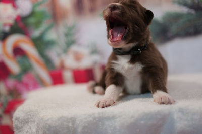 Les chiots de Berger Australien