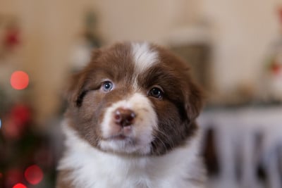 Les chiots de Berger Australien