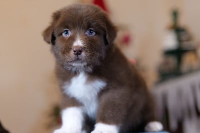 Les chiots de Berger Australien