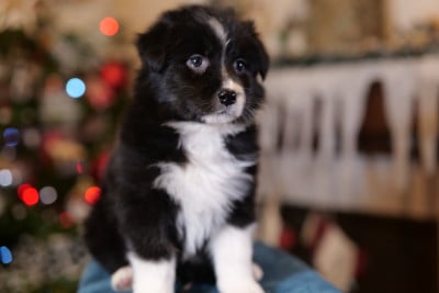 Les chiots de Berger Australien
