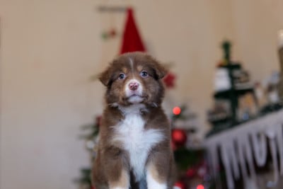 Les chiots de Berger Australien