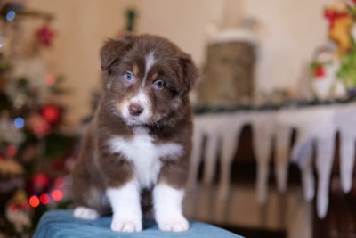 Les chiots de Berger Australien