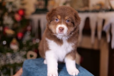 Les chiots de Berger Australien