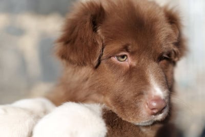 Les chiots de Berger Australien