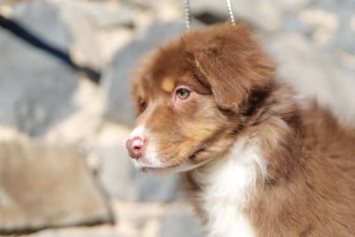 Les chiots de Berger Australien