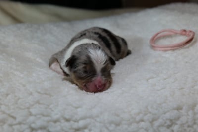 CHIOT 1 - Berger Australien