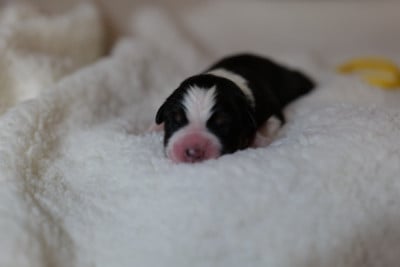 CHIOT 2 - Berger Australien