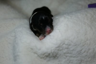 CHIOT 4 - Berger Australien