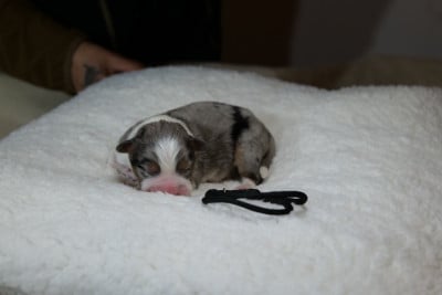 CHIOT 5 - Berger Australien