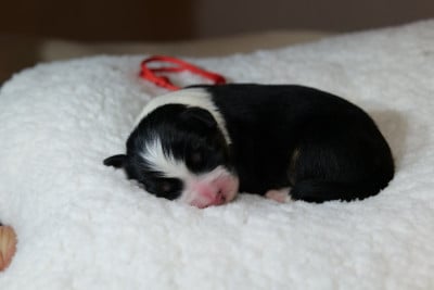 CHIOT 6 - Berger Australien