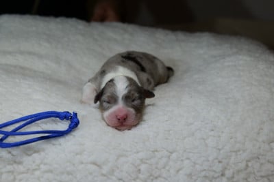 CHIOT 8 - Berger Australien