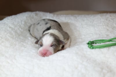 CHIOT 9 - Berger Australien