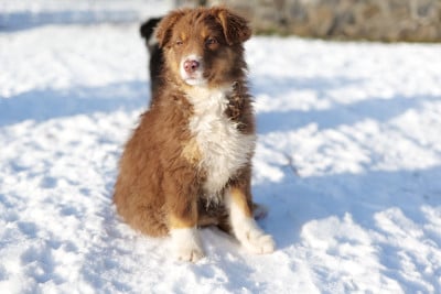 Les chiots de Berger Australien