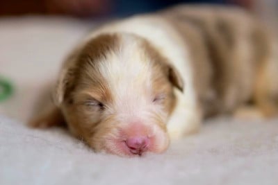 Les chiots de Berger Australien