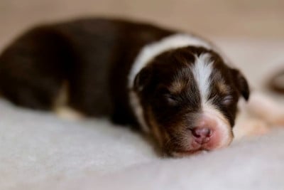 Les chiots de Berger Australien