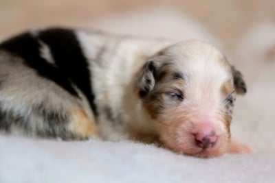 Les chiots de Berger Australien