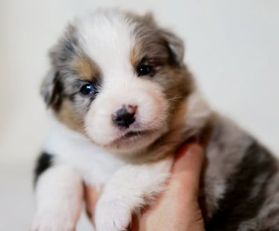 Les chiots de Berger Australien