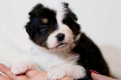 Les chiots de Berger Australien