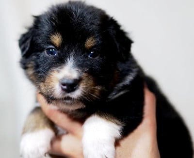 Les chiots de Berger Australien