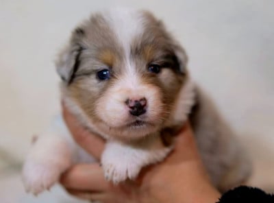 Les chiots de Berger Australien