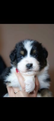 Les chiots de Berger Australien