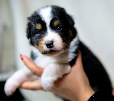 Les chiots de Berger Australien