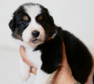Les chiots de Berger Australien
