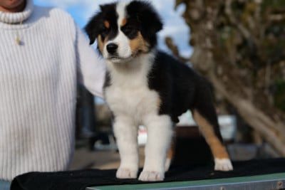 Les chiots de Berger Australien