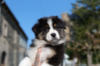 Les chiots de Berger Australien