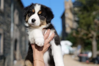 Les chiots de Berger Australien